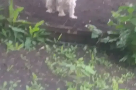Найдена собака в дачном массиве на 19 км Московского шоссе, Самара