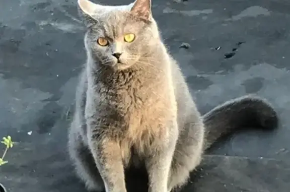 Пропал кот Борз на ул. Осоавиахима, Брянск - вознаграждение!