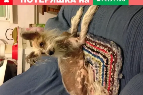 Найдена собака в Геленджике, клеймо TAI