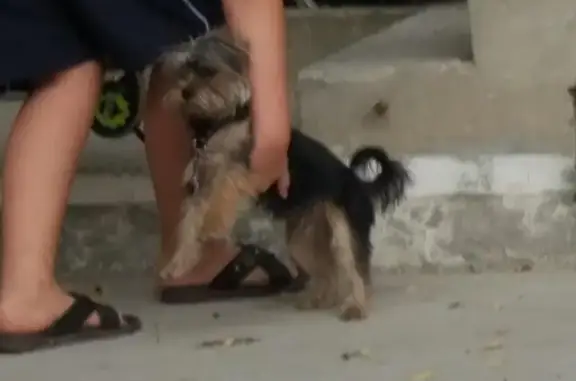 Найдена собака в Евпатории, Караева 8