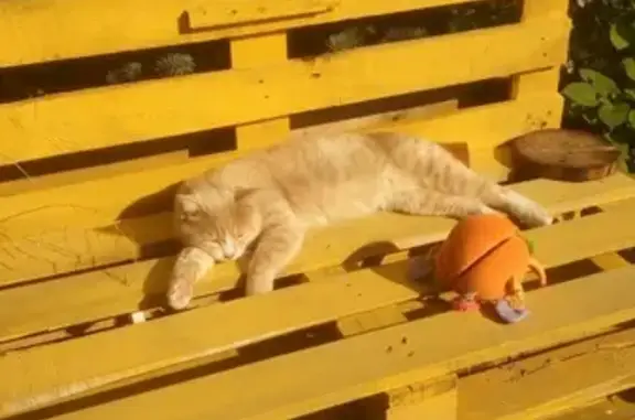 Кошка ищет дом в Истре, Московская область