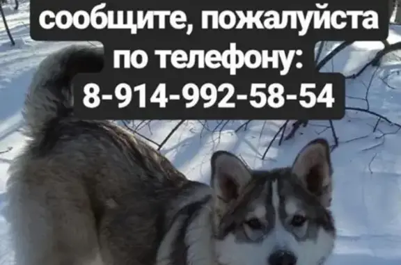 Пропала собака на улице Завойко, Петропавловск-Камчатский
