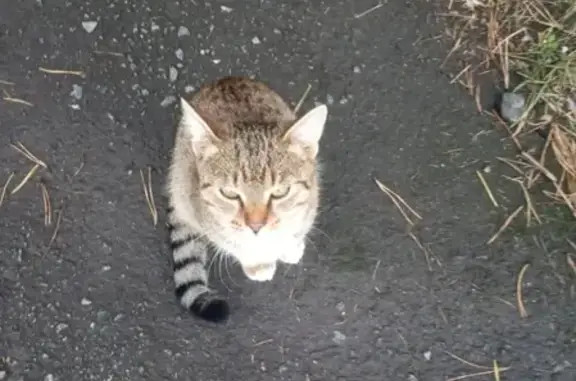 Кошка найдена в Лиственном, Екатеринбург.