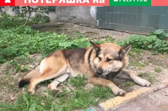 Найден пёс на ул. Тимирязева, Н. Новгород