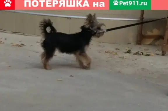 Найдена собака на ул. Караева, 8 в Евпатории