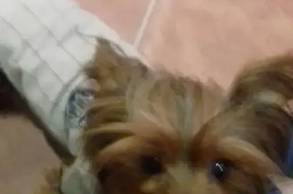 Пропала собака Грета в Шатуре, 5 лет, ласковая