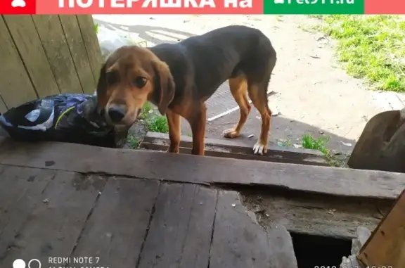 Найдена собака в Вологде, ищет свой дом.