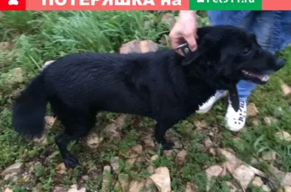 Найдена собака в д. Стрелка, Новгородская область