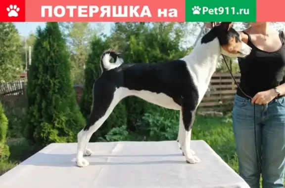 Пропала собака в Москве - помогите найти!