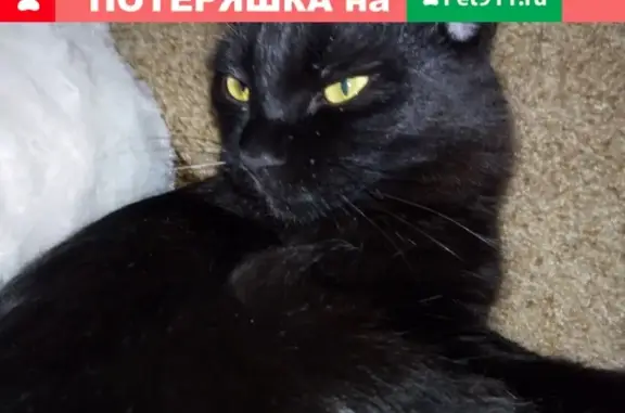 Пропала кошка на ул. Адмиральского 8 корп 4 в Пятигорске