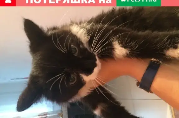 Найден домашний кот в Иркутске, Верхняя Набережная 145/19