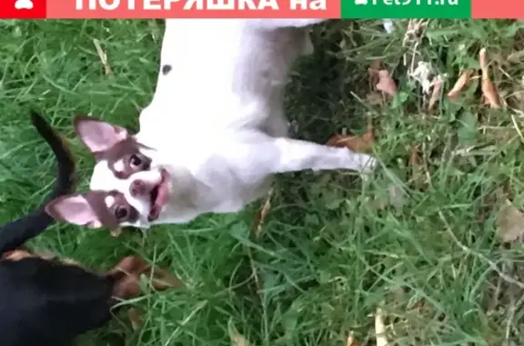 Найдена собака на ул. Маштакова, Подольск.
