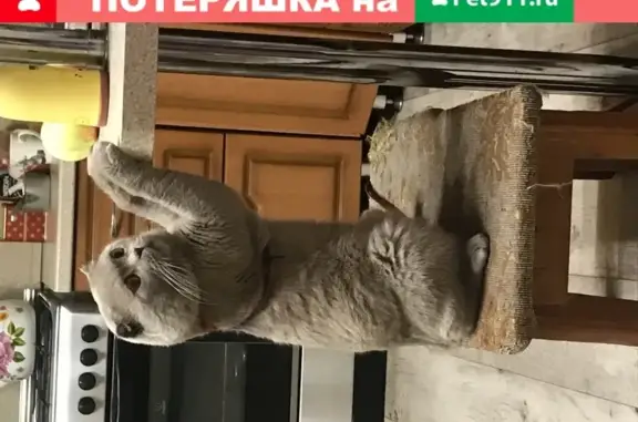 Пропал кот Маркиз на ул. Терешковой, вознаграждение!