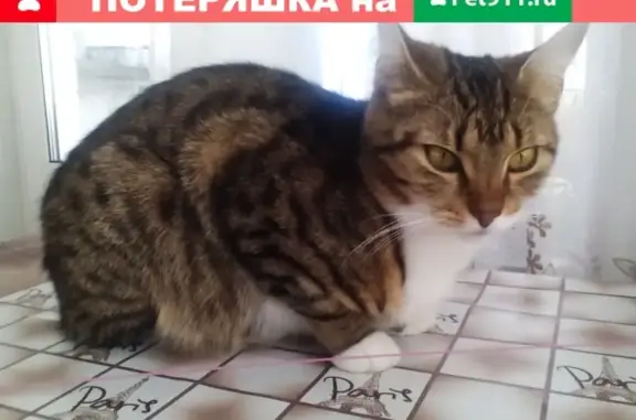 Пропала кошка Нюша в Медвежьегорске, ул. Ленина, 37А