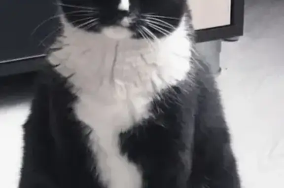 Кошки потеряшки, Москва, фото: Потеряшка кошка Барсик в Зеленограде, Россия