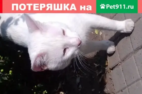 Найден белый кот по адресу г. Ейск, ул. Коммунистическая 6 а.