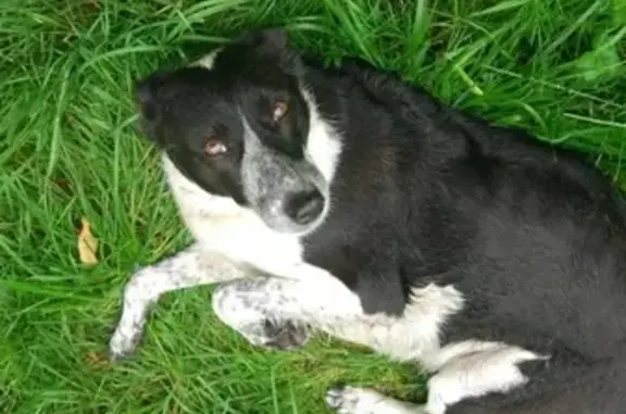 Потеряшка собака ждет хозяина в Лосиноостровском районе, Москва
