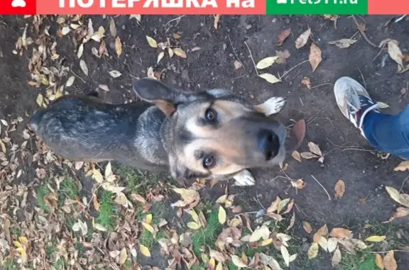Найдена собака на улице Чаянова, 18