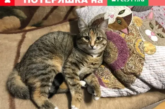 Пропала кошка в Суздале, ул. Ленина 95