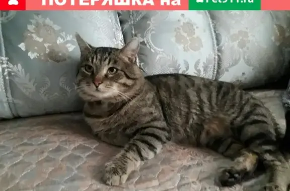 Пропал кот в РТС, ул. Маресьева, район домов 29-30-25.