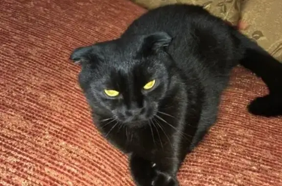 Найдена ласковая чёрная кошка в Сургуте
