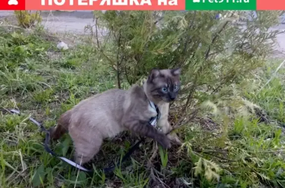 Пропала кошка в Томске на Комсомольском 63а