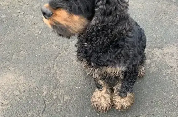 Найдена собака возле 27 школы в Оренбурге