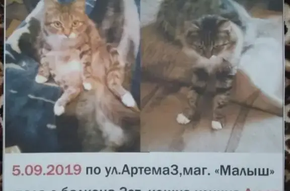 Пропала кошка с ул. Артёма 3 в Прокопьевске.