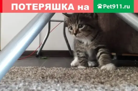Найден котенок в районе Серебряный бор, Кемерово