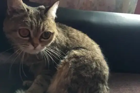 Найдена британская кошка на ул. Радищева, Новокузнецк