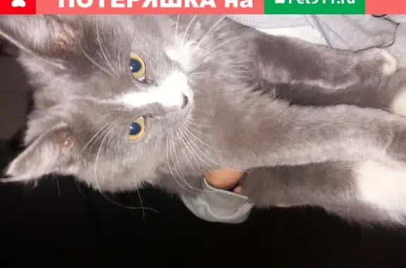 Найден котик на Краснофлотской -полевой, ищем дом или передержку