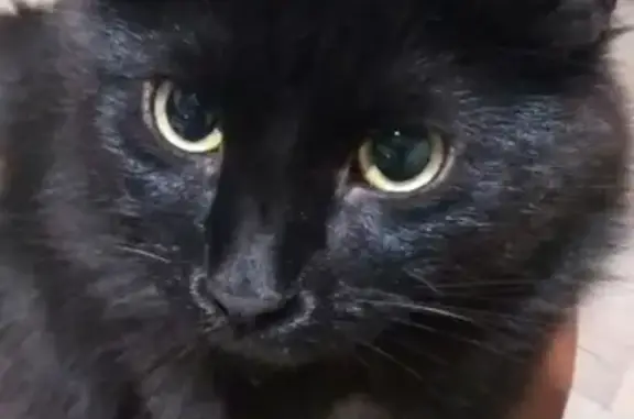 Кошки потеряшки, Санкт-Петербург, фото: Потеряшка кошка на ул. Ак. Байкова, СПБ, Калининский район