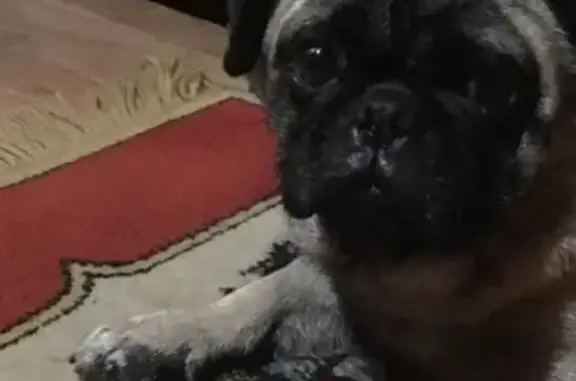 Собака найдена в Щурово, ищем хозяев