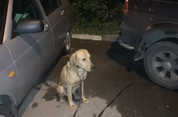 Найдена собака в Ясенево, Москва