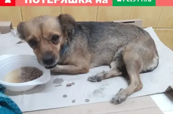 Собака найдена возле парковки на Уральской, Краснодар.