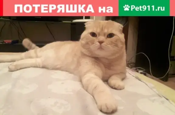 Пропал кот Жора в Великом Новгороде