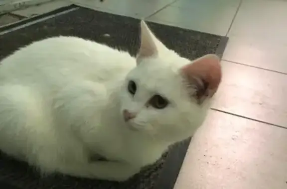 Найдена белая кошка с язвочками в Екатеринбурге