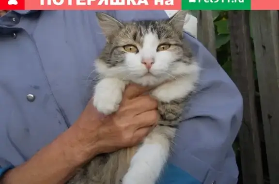 Найдена кошка в Усть-Абакане