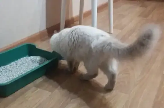 Найдена кошка в Кирове на Красина, 52 к2!