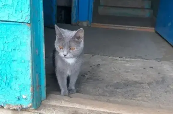 Найден кот на ул. Московской в Нижнем Ломове