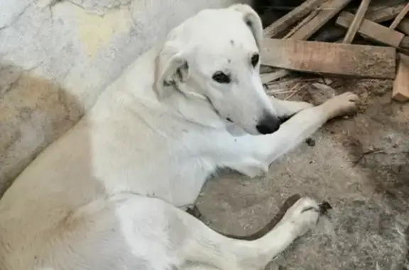 Пропала собака Умка в Наро-Фоминске