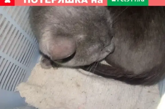 Найдена кошка в Костроме
