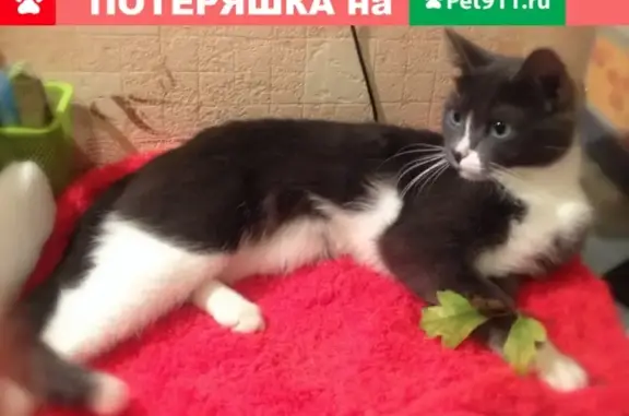 Пропала кошка Мышка в Кировске, Мурманская область