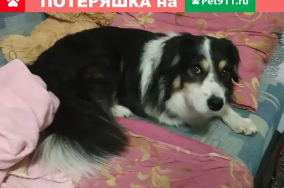 Пропал пёс Полкан на улице Мухина, Ялта