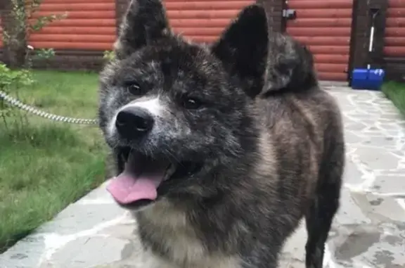 Пропала собака Юкайо в д.Юрасово, Московская область