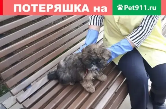 Найдена собака, Москва, фото: Найдена собака на ул. Госпитальный Вал, 5с12