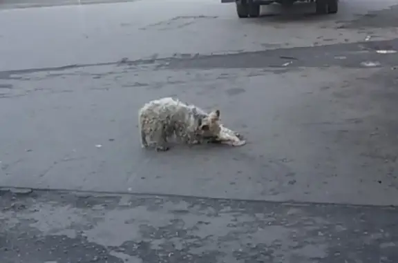 Потерянная породистая собака в Мурманске на ул. Чумбарова-Lучинского-ул. Аскольдовцев