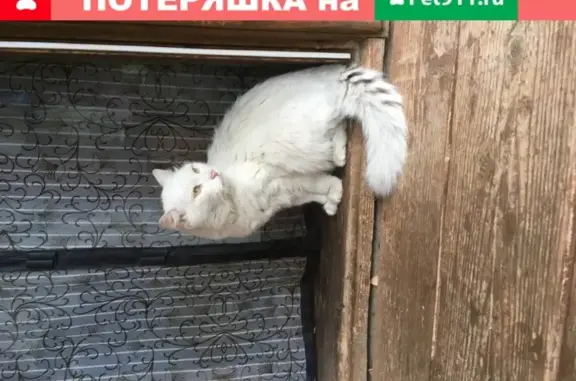 Кошка найдена в дачном участке в Истринском районе, МО
