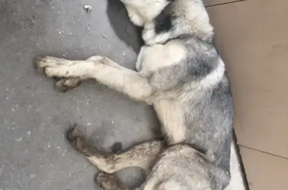 Найдена собака в Калуге, порода Маламут