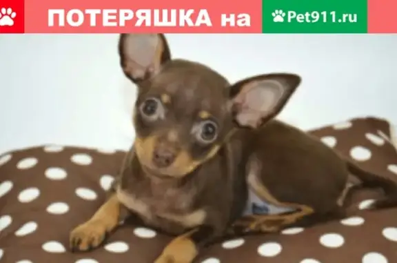 Найден щенок той терьер в с. Кушнаренково, Уфа